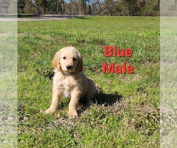 Medium Photo #11 Goldendoodle Puppy For Sale in CLARKSVILLE, TX, USA