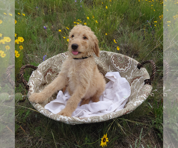 Medium Photo #1 Goldendoodle Puppy For Sale in PEYTON, CO, USA