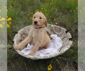 Goldendoodle Puppy for sale in PEYTON, CO, USA