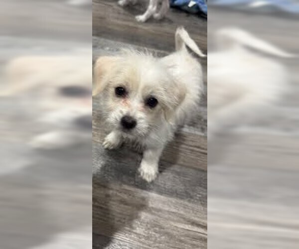 Medium Photo #22 Maltese Puppy For Sale in Pacifica, CA, USA