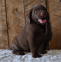 Labrador Retriever Puppy for sale in ATWOOD, IL, USA