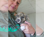 Small #1 American Bandogge mastiff