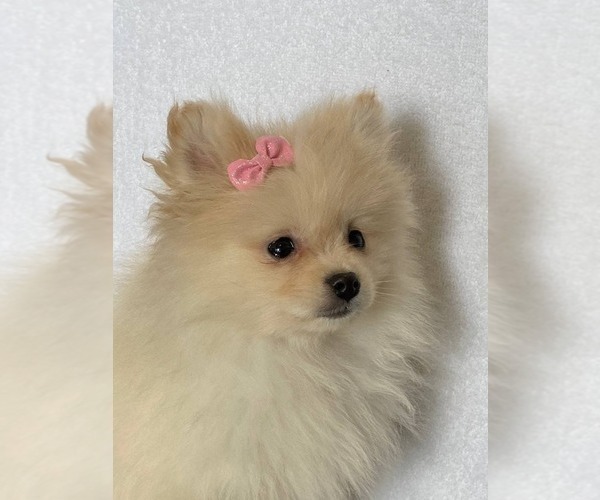Medium Photo #1 Pomeranian Puppy For Sale in DOWNING, MO, USA