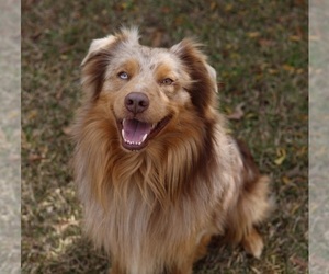 Father of the Miniature Australian Shepherd puppies born on 04/07/2025