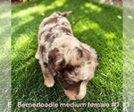 Small #1 Bernedoodle (Miniature)