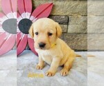 Puppy Alma AKC ENG Labrador Retriever