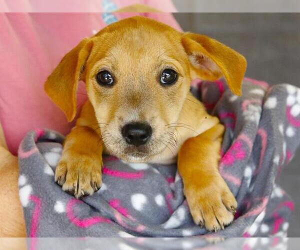 Medium Photo #1 Mutt Puppy For Sale in Tallahassee, FL, USA