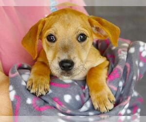 Mutt Dogs for adoption in Tallahassee, FL, USA