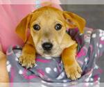 Small Mutt
