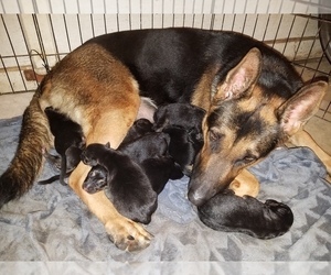 Mother of the German Shepherd Dog puppies born on 09/17/2022