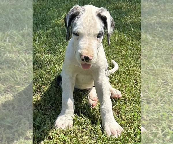 Medium Photo #8 Great Dane Puppy For Sale in CLANTON, AL, USA
