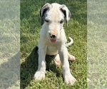 Small #7 Great Dane