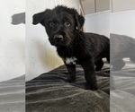 Puppy Puppy 2 German Shepherd Dog-Golden Shepherd Mix