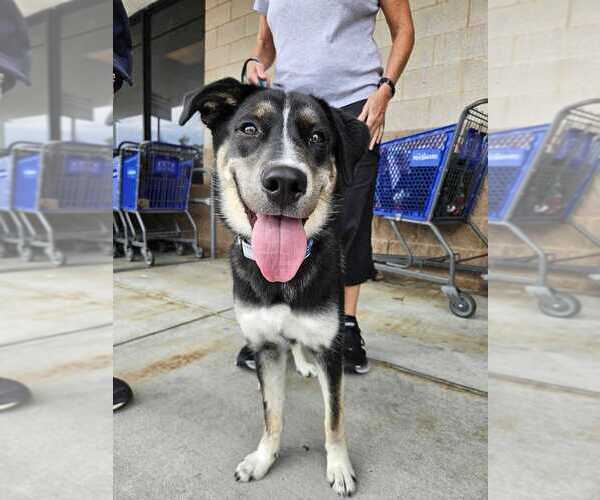 Medium Photo #3 German Shepherd Dog-Unknown Mix Puppy For Sale in Bethesda, MD, USA