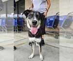 Small #2 German Shepherd Dog Mix