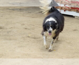 Mowgli - Male Mutt Dog for Adoption - Photo #5