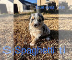 Small Photo #1 Miniature Australian Shepherd Puppy For Sale in RALEIGH, NC, USA