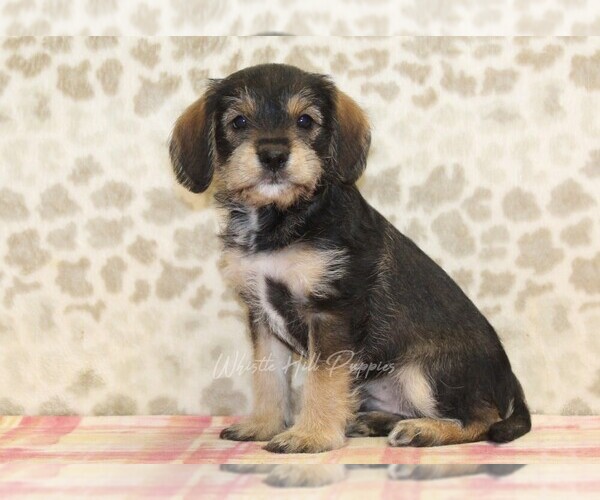 Medium Photo #2 King Schnauzer Puppy For Sale in DENVER, PA, USA