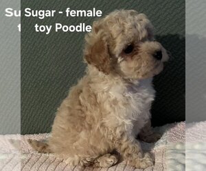 Poodle (Toy) Puppy for sale in CLARKRANGE, TN, USA