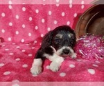 Small Photo #9 Bernedoodle-Poodle (Toy) Mix Puppy For Sale in BLACK FOREST, CO, USA