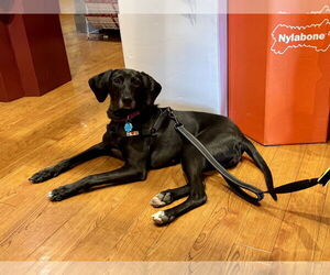 Labrador Retriever-Unknown Mix Dogs for adoption in Doylestown, PA, USA
