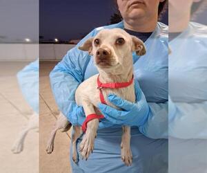 Chihuahua Dogs for adoption in Bakersfield, CA, USA