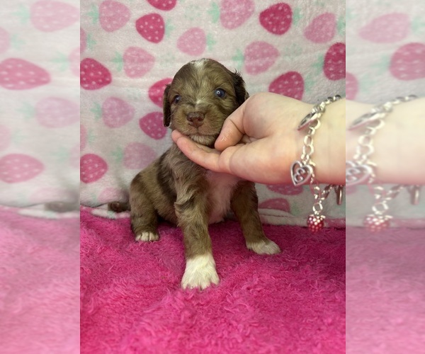 Medium Photo #1 Goldendoodle-Miniature Australian Shepherd Mix Puppy For Sale in AUSTIN, TX, USA