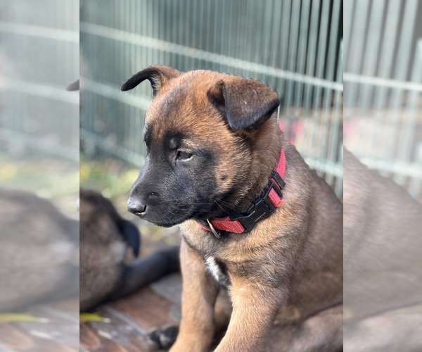 Medium Photo #5 Belgian Malinois Puppy For Sale in EPHRATA, WA, USA