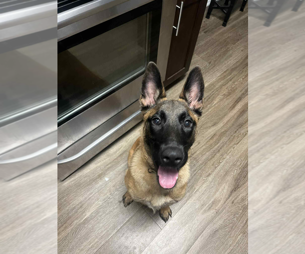 Medium Photo #4 Mutt Puppy For Sale in Imlay City, MI, USA