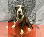 Small American Pit Bull Terrier Mix
