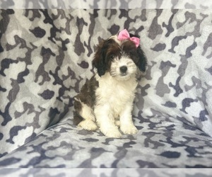 Cock-A-Poo Puppy for sale in LAKELAND, FL, USA