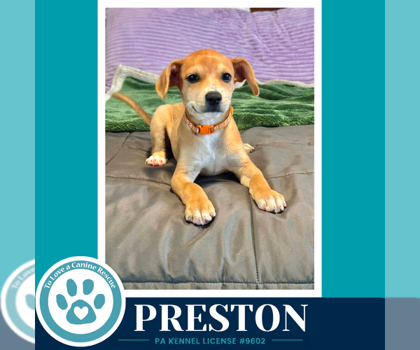Medium Photo #4 French Bullhuahua Puppy For Sale in Kimberton, PA, USA