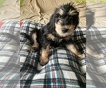 Small Photo #1 Doodleman Pinscher Puppy For Sale in SAN MARCOS, CA, USA