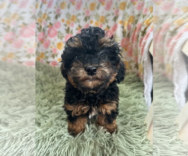 Medium Photo #8 Poodle (Miniature) Puppy For Sale in Pacolet, SC, USA