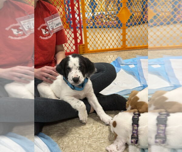 Medium Photo #6 Mutt Puppy For Sale in Wenonah, NJ, USA