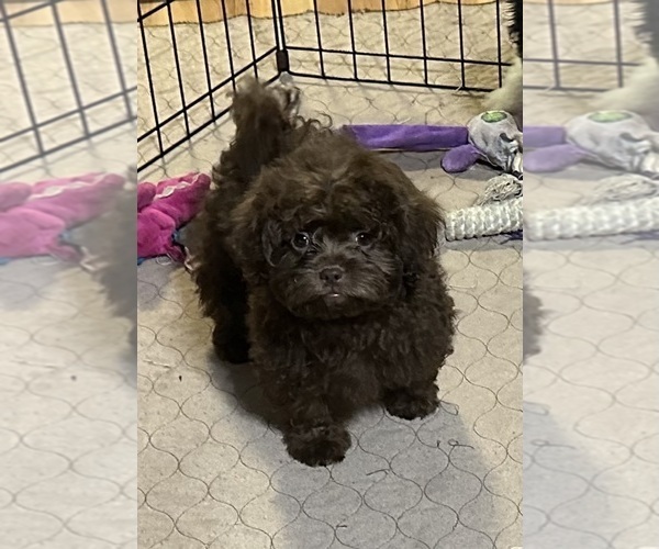Medium Photo #3 Shih-Poo Puppy For Sale in GLOUCESTER, VA, USA