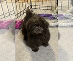 Small #2 Shih-Poo