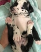 Small Photo #5 Great Dane Puppy For Sale in WINFIELD, AL, USA