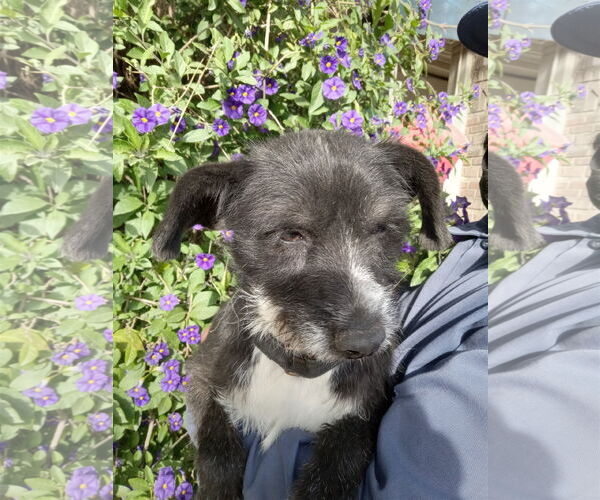 Medium Photo #3 Mutt Puppy For Sale in San Diego, CA, USA