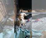 Small #2 Labrador Retriever