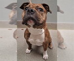 *BUFORD - Male Bulldog-Unknown Mix Dog for Adoption - Small photo