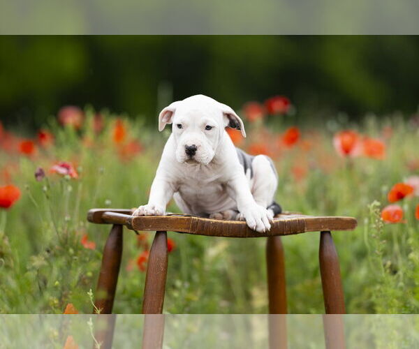 Medium Photo #5 Mutt Puppy For Sale in Garner, NC, USA