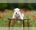 Small #4 Mutt