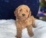 Small #9 Goldendoodle (Miniature)
