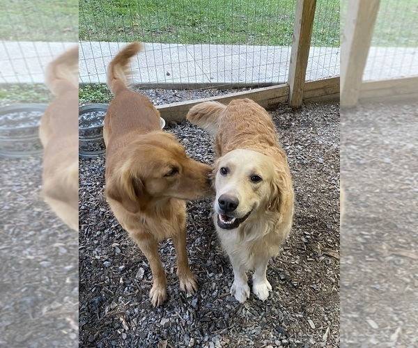 Medium Photo #5 Golden Retriever Puppy For Sale in RILEYVILLE, VA, USA