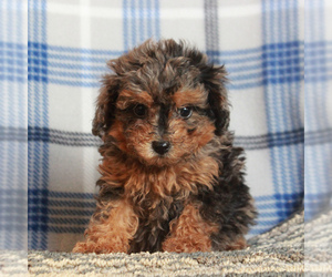 Medium Poodle (Miniature)