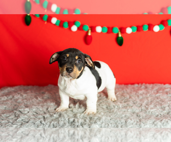 Medium Photo #17 Alapaha Blue Blood Bulldog-Jack Russell Terrier Mix Puppy For Sale in MILLERSBURG, IN, USA