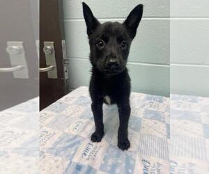 Border Collie-Unknown Mix Dogs for adoption in Tulsa, OK, USA