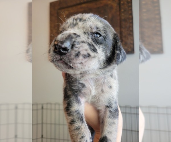 Medium Photo #6 Daniff-Neapolitan Mastiff Mix Puppy For Sale in MONTEVIEW, ID, USA