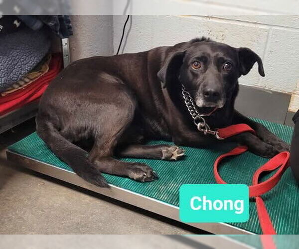 Medium Photo #6 Affenpinscher-Labrador Retriever Mix Puppy For Sale in Richmond, IN, USA